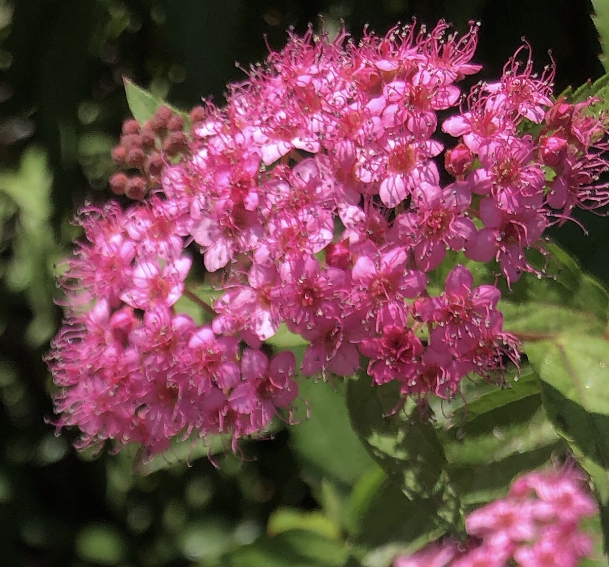 シモツケソウ 下野草 株式会社榊原商店 福山市神辺 lpガス 太陽光発電 下水工事 シモツケソウ 下野草 株式会社榊原商店 福山市神辺 lpガス 太陽光発電 下水工事